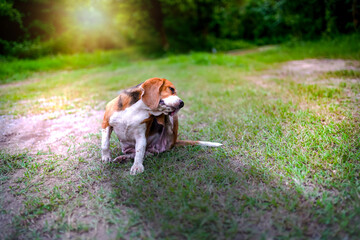 An adorable beagle dog scratching body outdoor on the grass field.