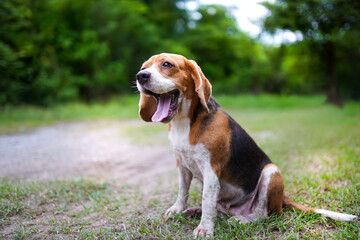 A tri-color beagle dog is yawning while sitting on the the grass field in the park on  sunny day