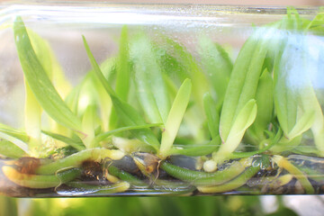 Closed up to the Rhynchostylis gigantea orchid flasks from tissue culture the tissue culture flask is ready to take the orchid plants out for growing in normal environment.
