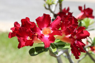 Red adenium obesum  or Red bignonia or desert rose or Mock Azalea or Red bignonia or Impala lily or Red flowers