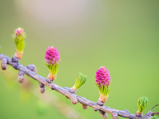 Larch tree fresh pink cones blossom at spring on nature background
