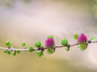 Larch tree fresh pink cones blossom at spring on nature background
