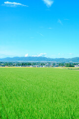 Fototapeta premium 9月の安曇野 穂高