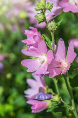 Naklejka premium Big pink and red delicate flowers of mallow in bloom with green leaves and buds closeup, summer flowers background,
