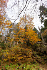 the beginning of autumn, nature walks, mountain panoramas and hiking trails, warm autumn weather.