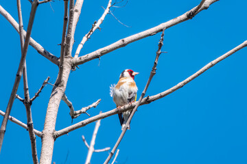 Detailed photo of an european goldfinch between branches