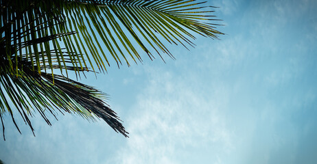 Palm tree leaf blue sky sun clouds background frame, green palm branch border, tropical island sea...