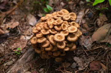 野生のきのこ　ナラタケモドキ