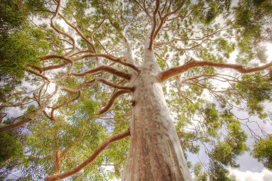 Angophora costata (Smooth-barked Apple)