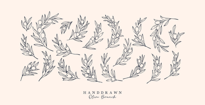 Olive Branch for olive oil logo or olive icon, hand drawn olive branch botanical herbs elements in vector format, floral olive frame and floral wreath
