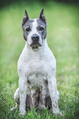 American Staffordshire Terrier on a walk in the park in spring