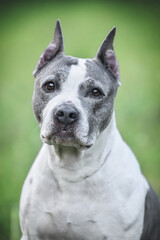 American Staffordshire Terrier on a walk in the park in spring