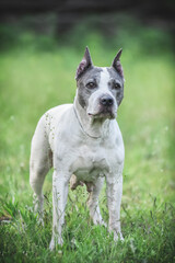 American Staffordshire Terrier on a walk in the park in spring