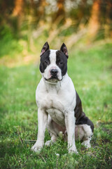 American Staffordshire Terrier on a walk in the park in spring