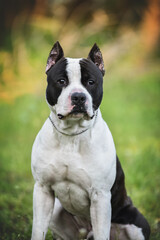 American Staffordshire Terrier on a walk in the park in spring