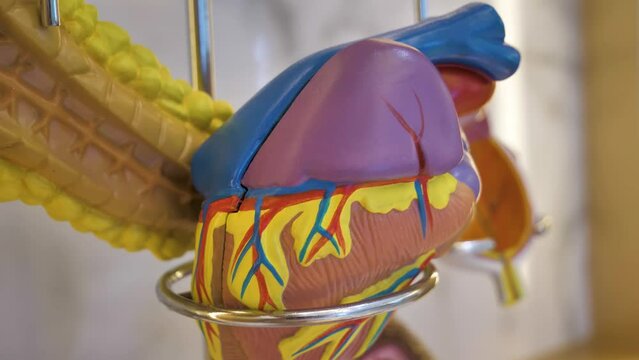 Slow motion revealing shot of a plastic model heart on display for education 