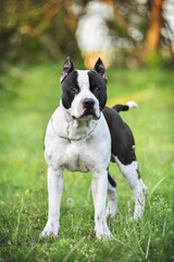 American Staffordshire Terrier on a walk in the park in spring