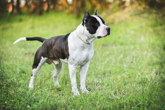 American Staffordshire Terrier on a walk in the park in spring