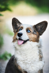 
small Welsh Corgi Cardigan puppy with blue eyes sitting on the lawn