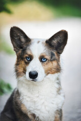 Obraz premium small Welsh Corgi Cardigan puppy with blue eyes sitting on the lawn