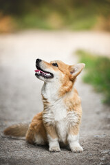 small welsh corgi pembroke puppy sitting on the lawn