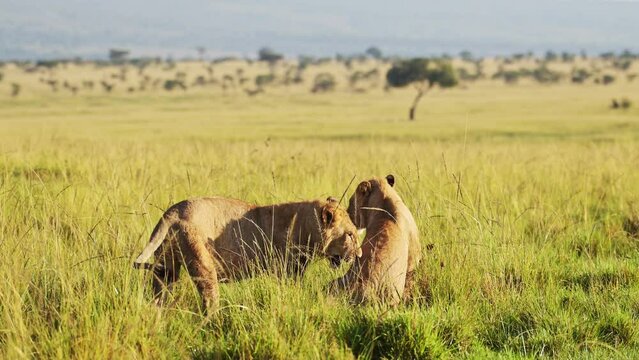 Slow Motion Shot of Two lions play fighting with amazing beautiful African Maasai Mara National Reserve in the background, Kenya, Africa Safari Animals in Masai Mara North Conservancy