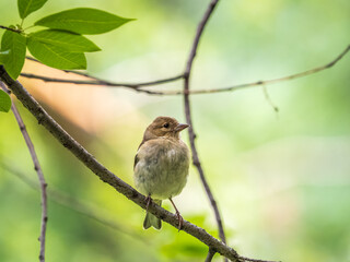 Common chaffinch female, Fringilla coelebs. Common chaffinch in wildlife.