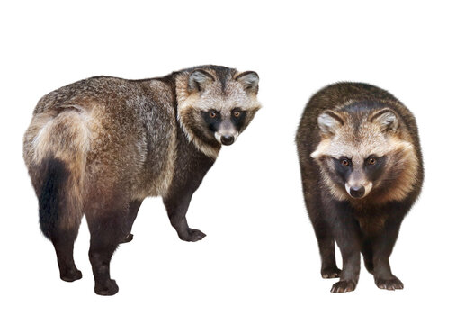 ホンドタヌキ　2アングル