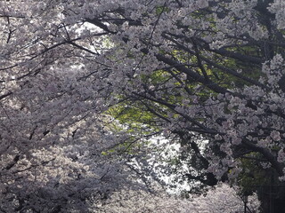 blossom