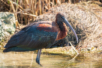 Obraz premium The glossy ibis, latin name Plegadis falcinellus, searching for food in the shallow lagoon.