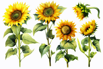 Fototapeta premium Watercolor autumn sunflowers on white background. Floral watercolor illustration for design, print, fabric or background.