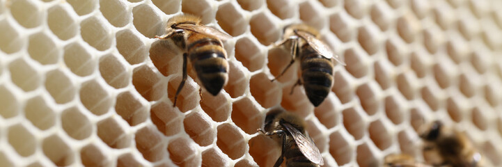 Close up bees on background of honeycombs.