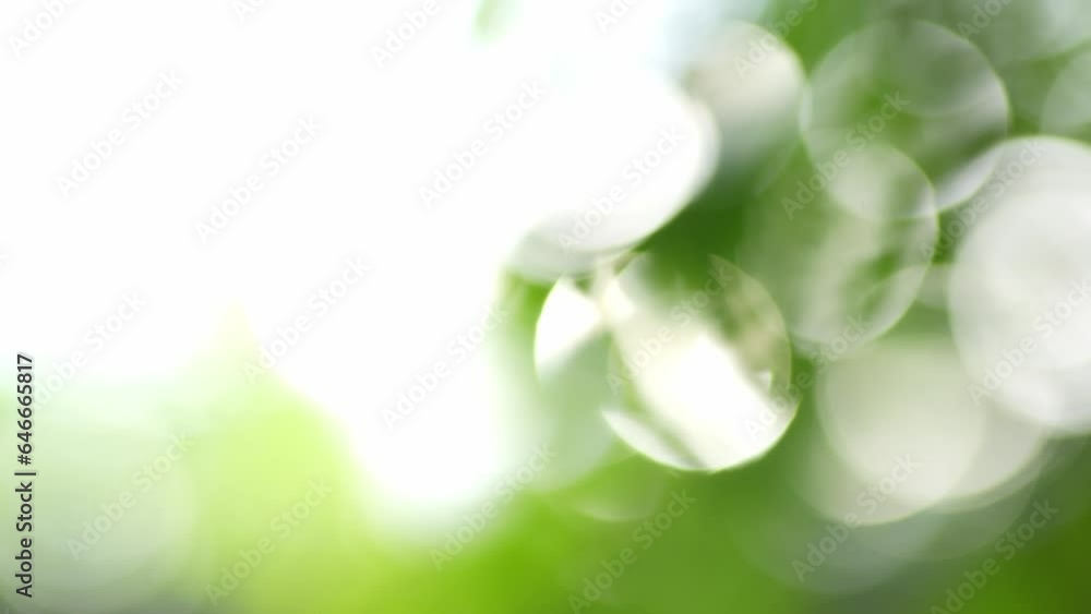 Wall mural Nature green bokeh sunshine abstract blurred background