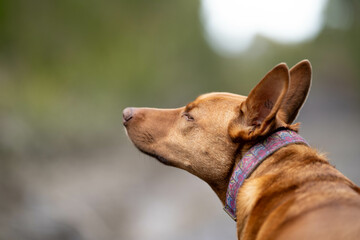 working kelpie dog sitting in grass on a farm in Australia