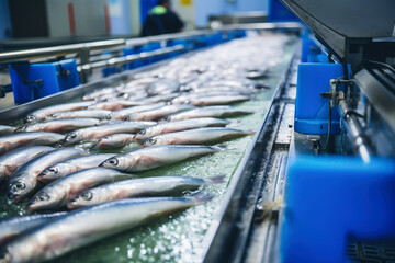 Fish processing plant. Production Line. Raw sea fish on a factory conveyor. Production of canned...
