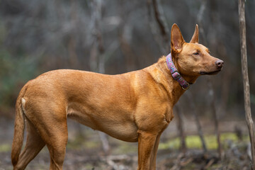 working kelpie dog sitting in grass on a farm in Australia