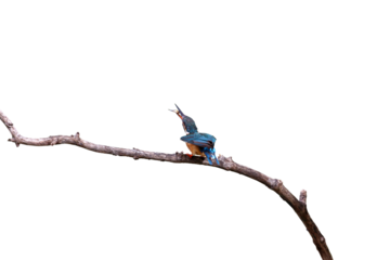 Bird of prey or Common kingfisher bird catches fish isolated on transparent background png file