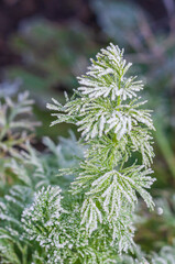A stalk of green dill abundantly covered with frost crystals in the morning rays of the sun
