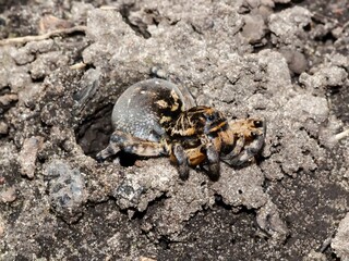 Lycosa singoriensis sits near its burrow in the ground, waiting for prey. Poisonous spiders of Europe