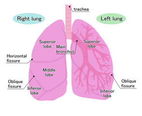 シンプルな肺のイラスト
