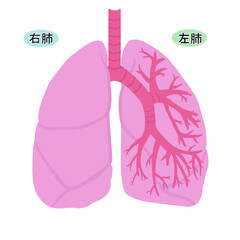 シンプルな肺のイラスト