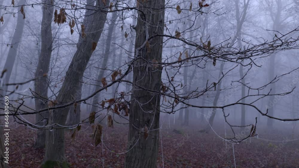 Poster trees with leafless branches and frozen cobwebs in late autumn in hornbeam forest shrouded in mystic