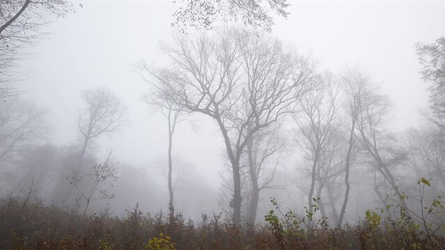 Panoramic image of late autumn in a deciduous forest with tall leafless trees shrouded in mystical fog.