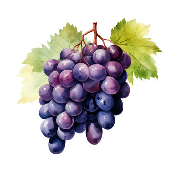 Grape Fruit on bunch illustration perfect for healthy food theme or other project
