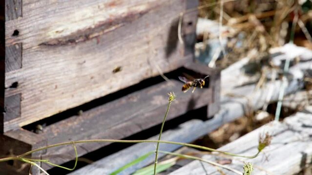 Asian hornet catching bees in close-up near a hive, shot in slow motion, Aggressive hornet behavior