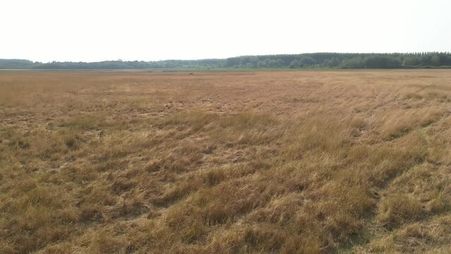 Cow Herd seen from a drone