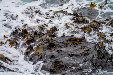 Bull kelp seaweed growing on rocks. Edible sea weed ready to harvest in the ocean on australia
