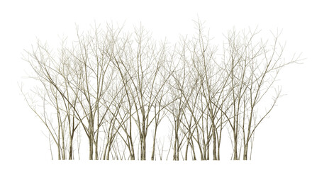 Dry trees leafless drought isolated transparent backgrounds 3d illustration png - obrazy, fototapety, plakaty