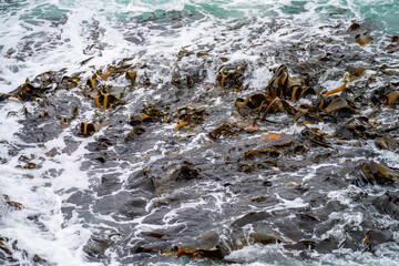 Obraz premium Seaweed and bull kelp growing on rocks in the ocean in australia. Waves moving seaweed over rock and flowing with the tide in Japan. Seaweed farm in australia