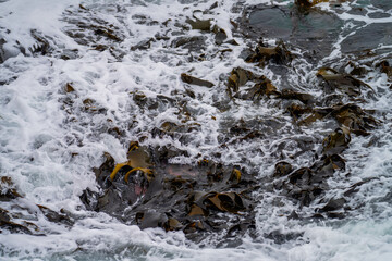 Seaweed and bull kelp growing on rocks in the ocean in australia. Waves moving seaweed over rock and flowing with the tide in Japan. Seaweed farm in australia
